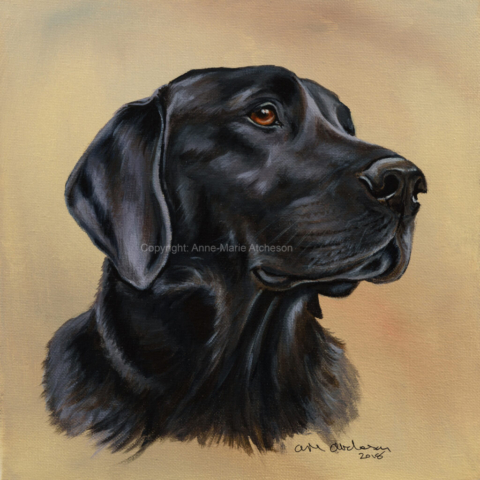 Commission Black Labrador