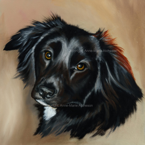 Commission painting of a Collie dog