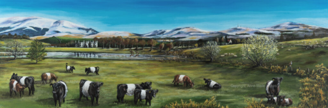 Commission Beltie cows in field