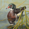 Wood Duck in Rushes – Print